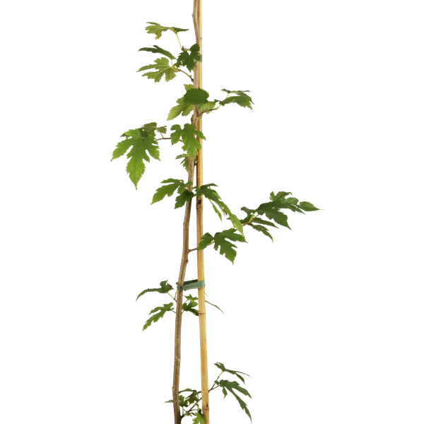 Morus alba 'Macrophylla'