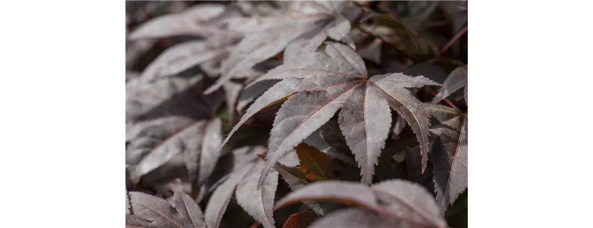 Acer palmatum 'Bloodgood'