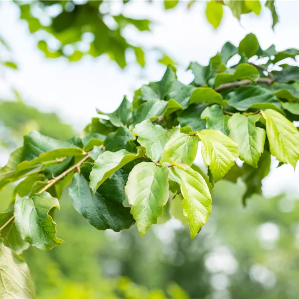 Parrotia persica