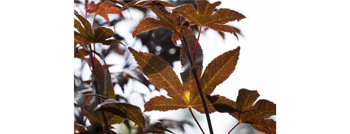 Acer palmatum 'Bloodgood'