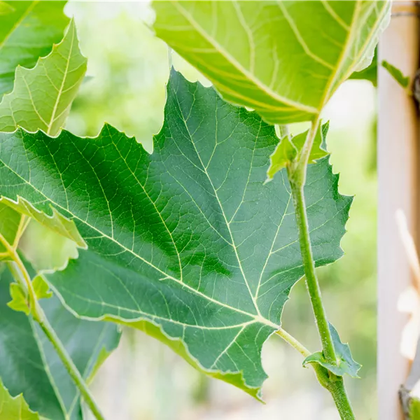 Platanus hispanica (x) dachförmig
