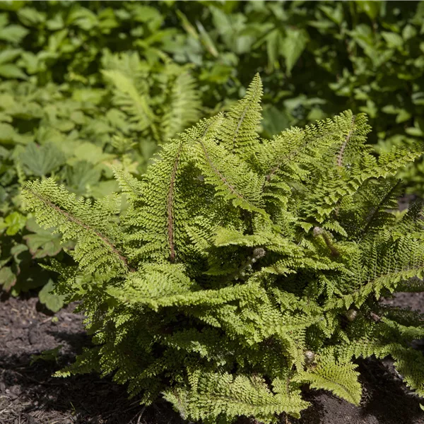 Polystichum setiferum 'Plumoso-densum'