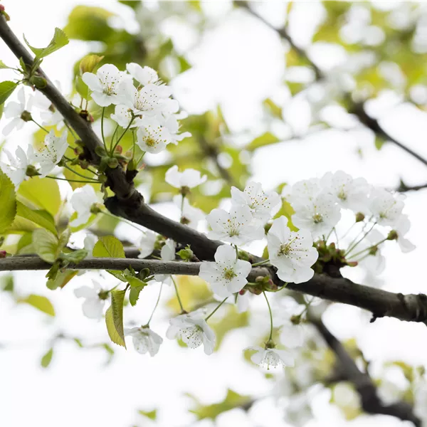 Prunus avium 'Büttner's Rote Knorpel'