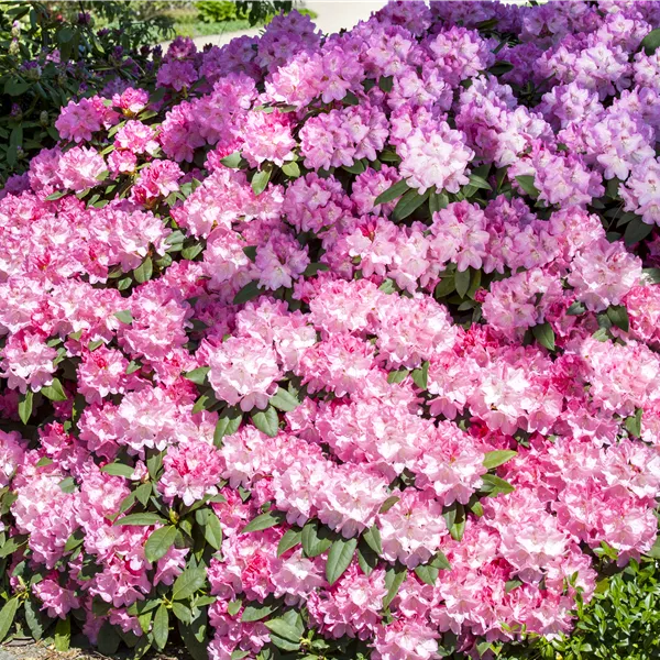 Rhododendron (Japanische Azalee) 'Rose Glitters'