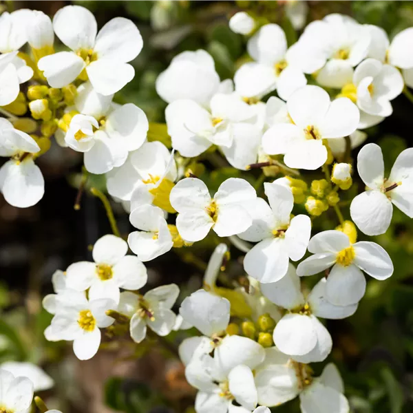 Arabis caucasica 'Schneehaube'