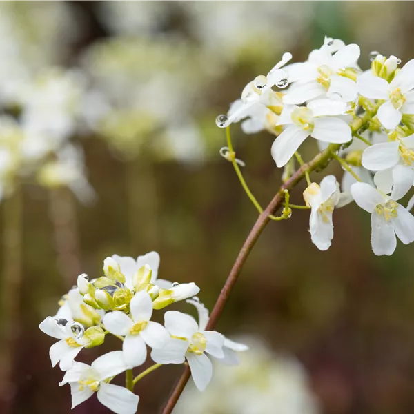Arabis procurrens