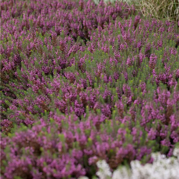 Erica carnea rot