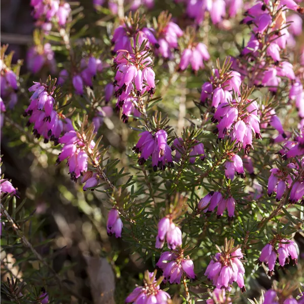 Erica carnea rosa
