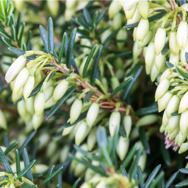 Erica carnea weiss