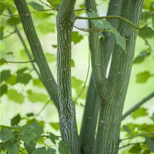 Acer davidii