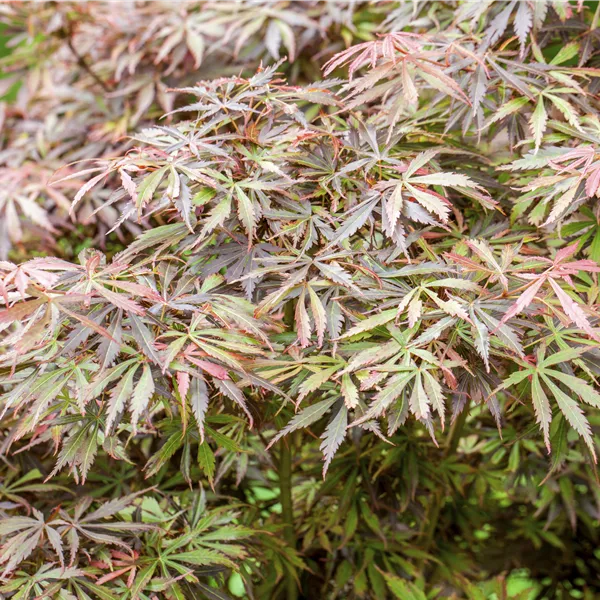 Acer palmatum 'Jerre Schwartz'