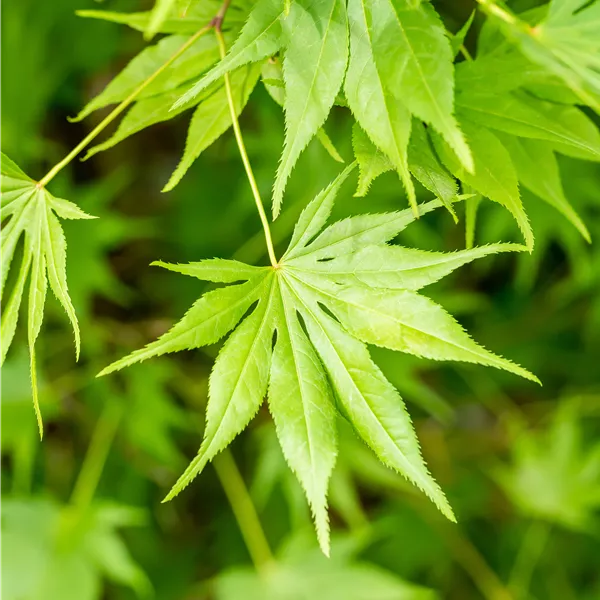 Acer palmatum 'Kogane-nishiki'