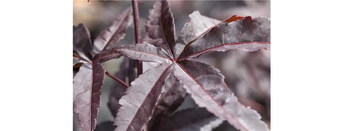 Acer palmatum 'Red Emperor'