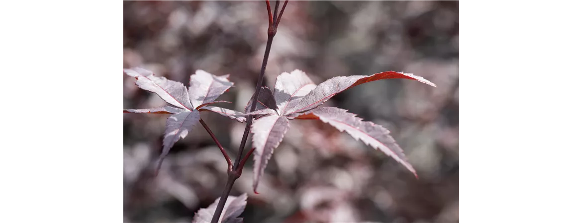 Acer palmatum 'Red Emperor'