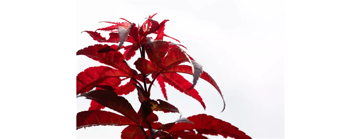 Acer palmatum 'Red Emperor'