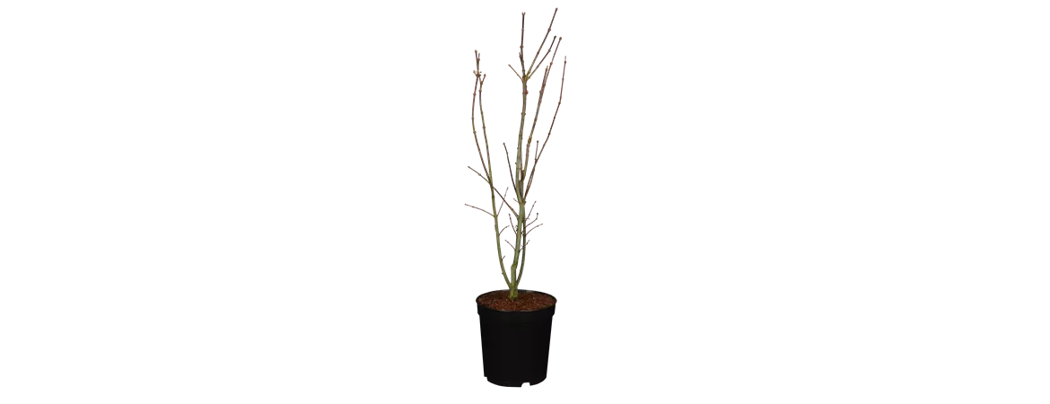 Acer palmatum 'Skeeter´s Broom'