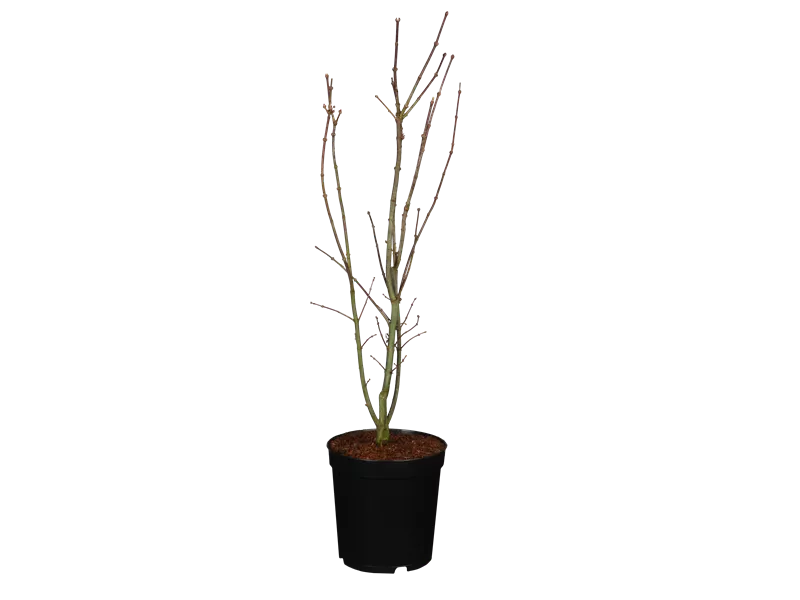 Acer palmatum 'Skeeter´s Broom'