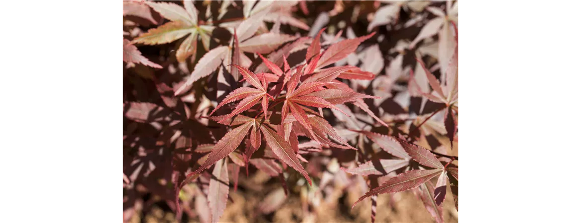 Acer palmatum 'Skeeter´s Broom'