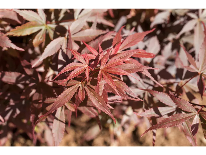 Acer palmatum 'Skeeter´s Broom'