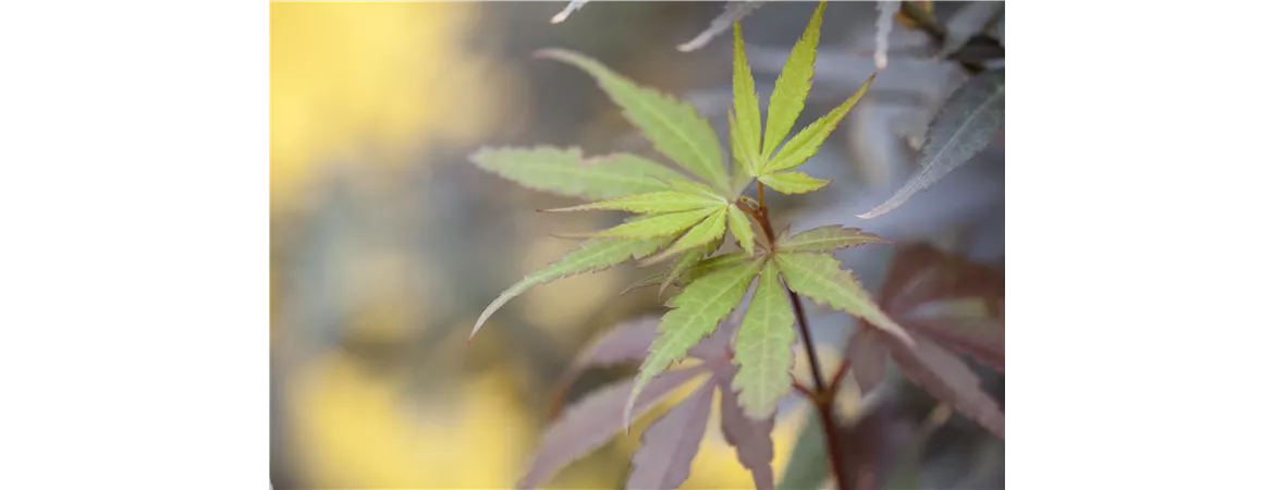Acer palmatum 'Skeeter´s Broom'