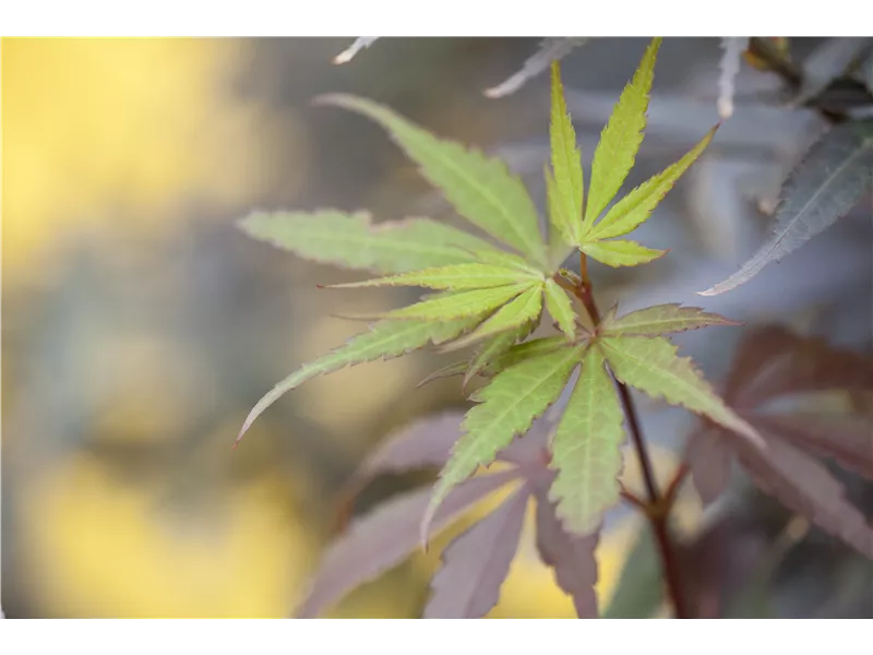 Acer palmatum 'Skeeter´s Broom'
