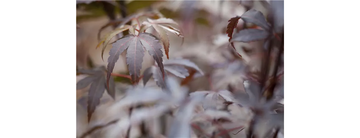 Acer palmatum 'Skeeter´s Broom'