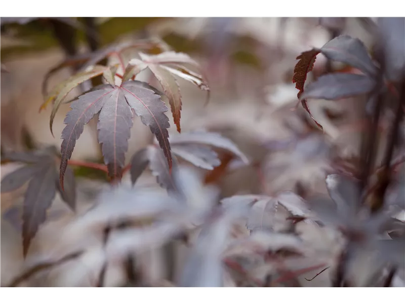 Acer palmatum 'Skeeter´s Broom'