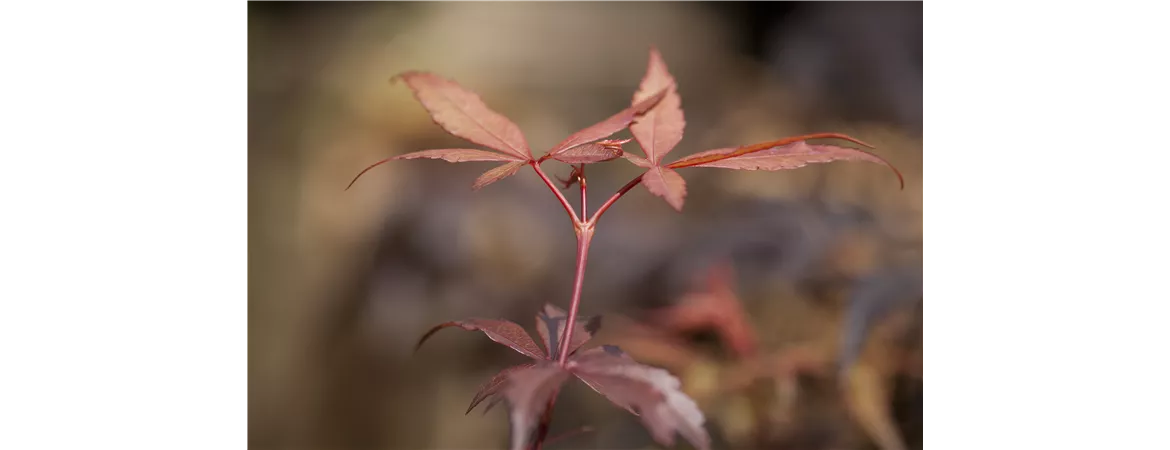 Acer palmatum 'Skeeter´s Broom'