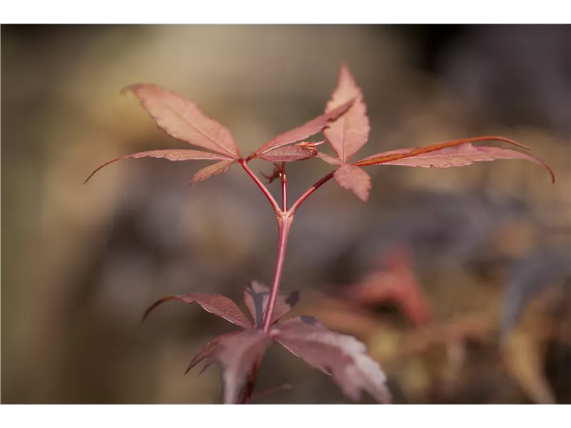 Acer palmatum 'Skeeter´s Broom'