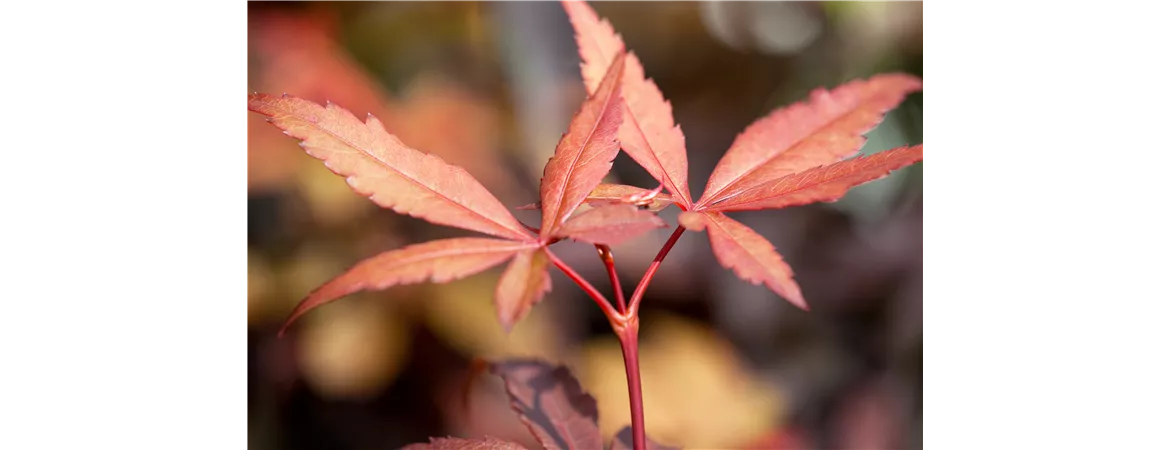 Acer palmatum 'Skeeter´s Broom'