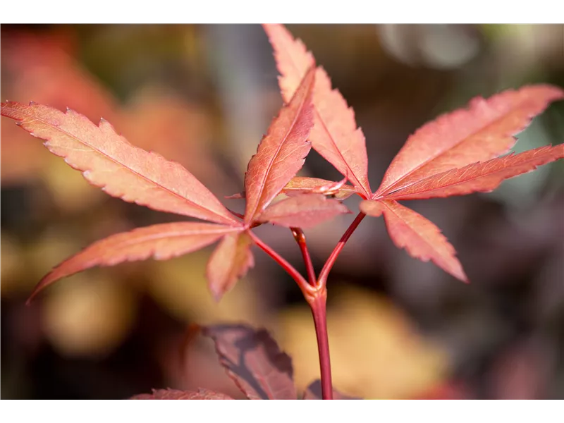 Acer palmatum 'Skeeter´s Broom'