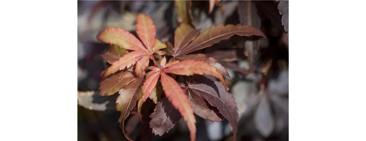 Acer palmatum 'Skeeter´s Broom'