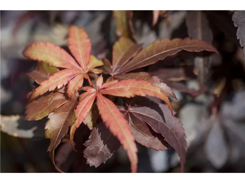 Acer palmatum 'Skeeter´s Broom'