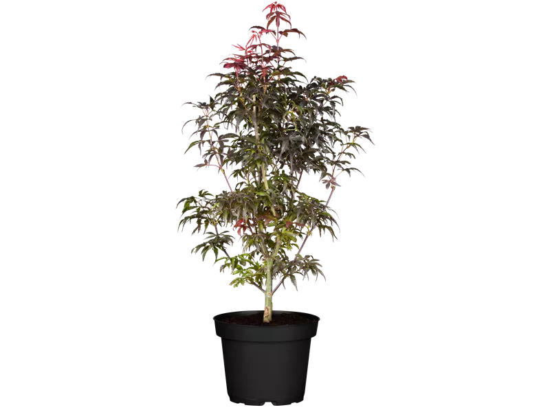 Acer palmatum 'Skeeter's Broom'