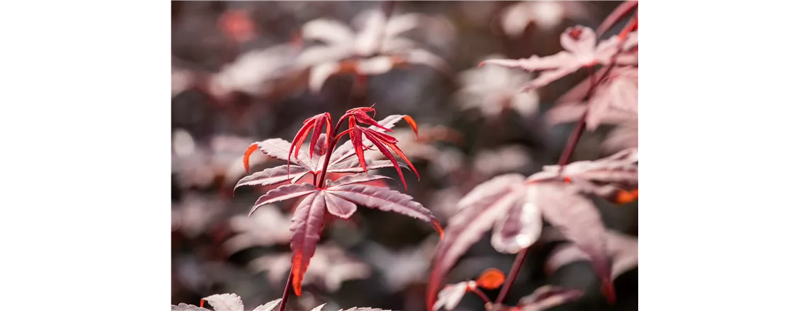 Acer palmatum 'Skeeter´s Broom'