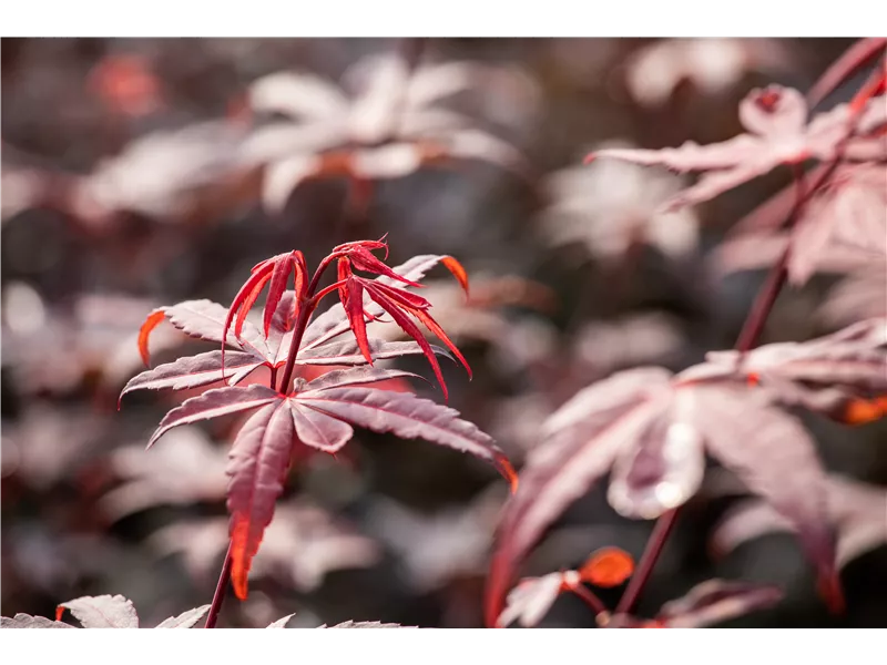 Acer palmatum 'Skeeter´s Broom'