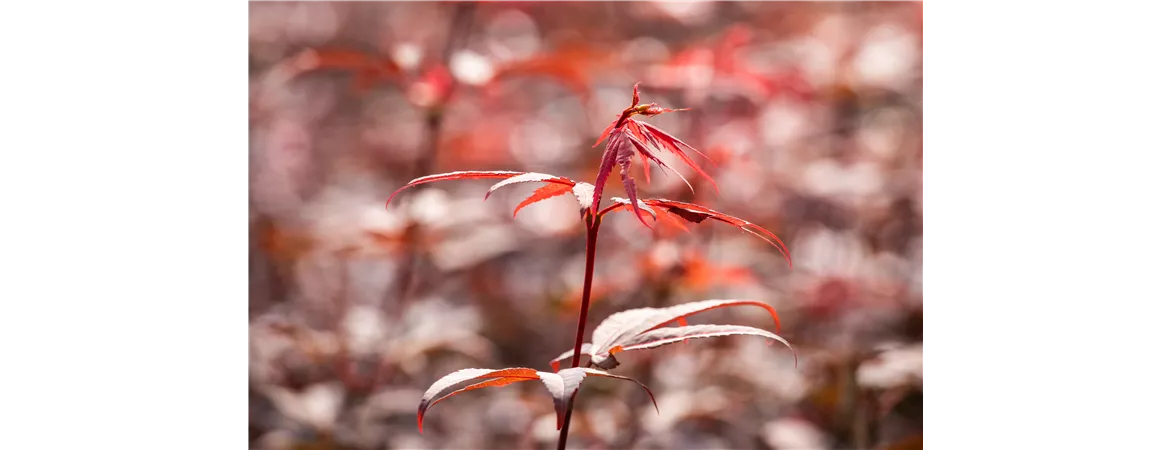 Acer palmatum 'Skeeter´s Broom'