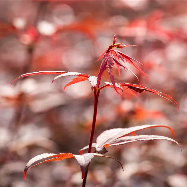 Acer palmatum 'Skeeter's Broom'