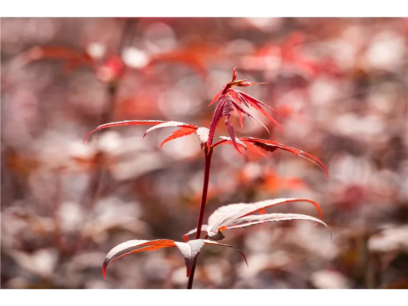 Acer palmatum 'Skeeter´s Broom'
