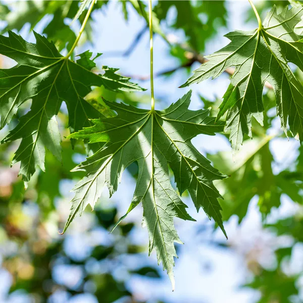 Acer saccharinum 'Laciniatum Wieri'