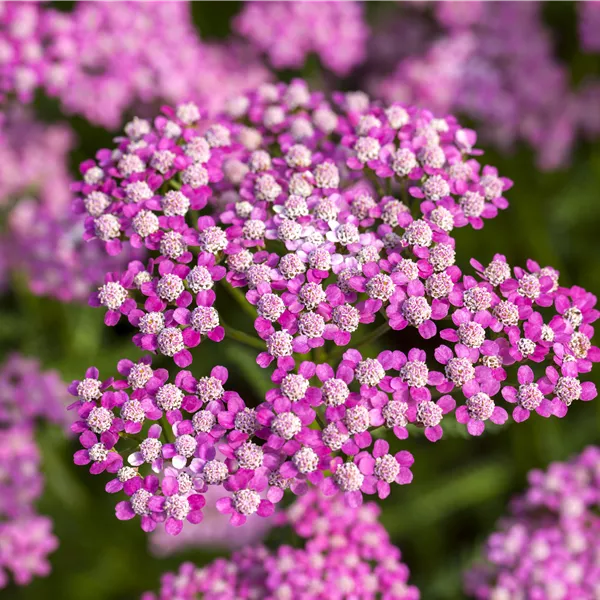 Achillea millefolium 'Lilac Beauty'