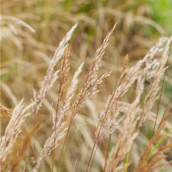 Achnatherum calamagrostis 'Algäu'