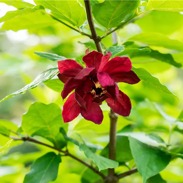 Calycanthus floridus