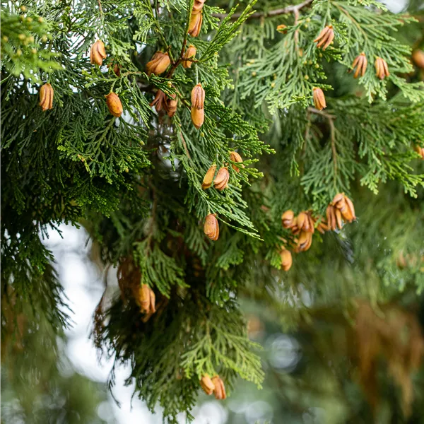 Calocedrus decurrens