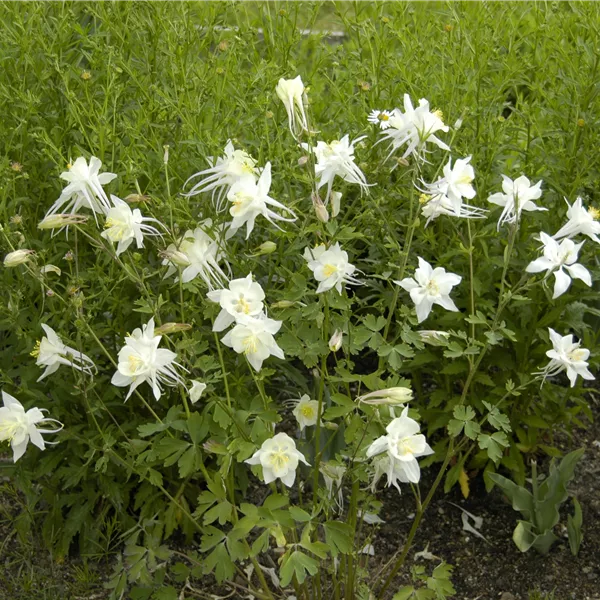 Aquilegia 'Kristall'