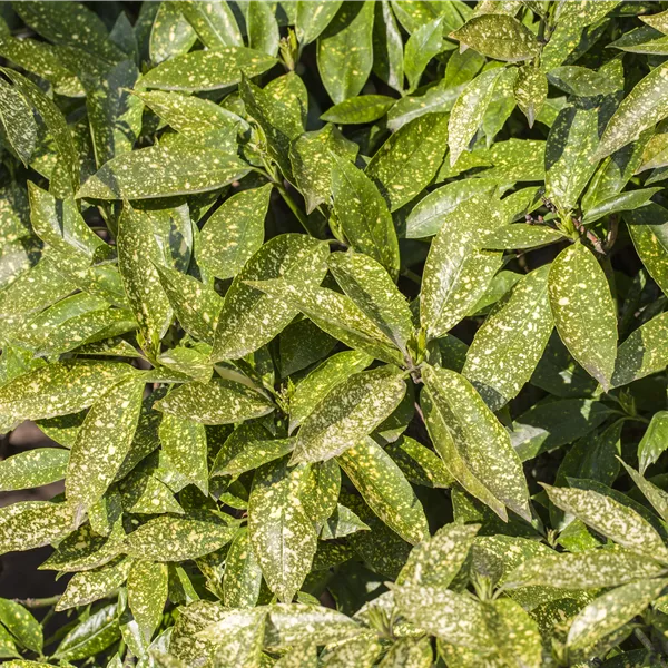 Aucuba japonica