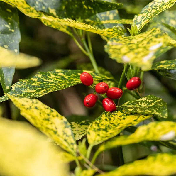 Aucuba japonica 'Variegata'