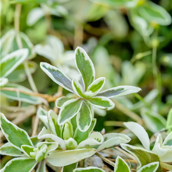 Arabis ferdinandi-coburgii 'Variegata'