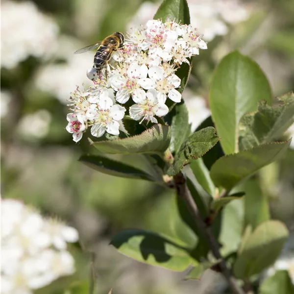Aronia prunifolia (x) 'Nero'