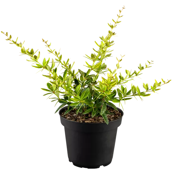 Berberis julianae